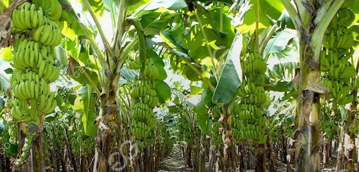 plantain-farming-in-nigeria.jpg