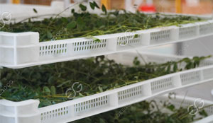 Moringa Leaf Powder Manufacturing Process