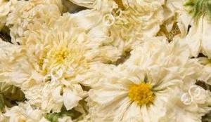 White Chrysanthemum Heat Pump Dryer Drying Process