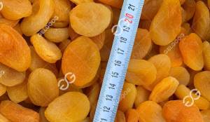 Apricot Drying Process
