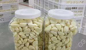 How Is The Peeled Garlic Processing In Factory?