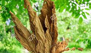 Tobacco Drying Process And Request