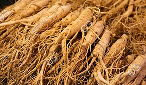 Ginseng Drying Process