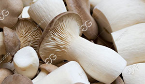 Pleurotus Eryngii Drying Process