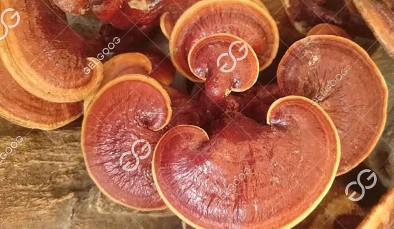 Ganoderma Lucidum Drying Process