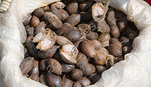 Betel Nut Drying Process