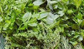 Herb Drying Precautions By Herb Drying Machine