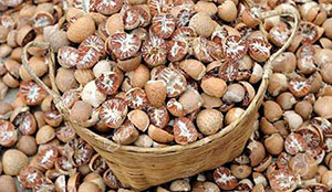 Heat Pump Drying Speeds Up The Betel Nut Industry Green Transformation Pace 