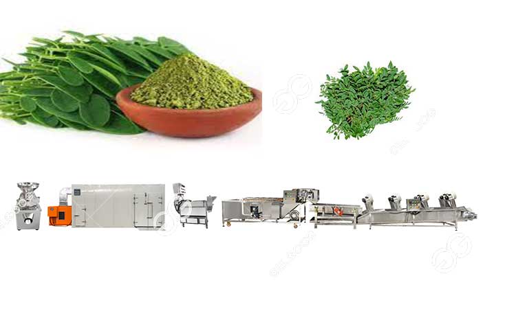 Moringa Leaf Powder Making Process: From Nature To Nutrition