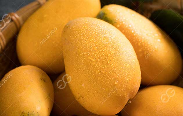 What Are The Processing Techniques Of Mangoes In Factory?